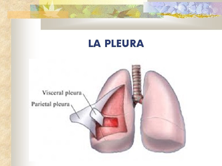 LA PLEURA 