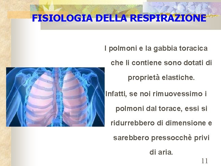 FISIOLOGIA DELLA RESPIRAZIONE I polmoni e la gabbia toracica che li contiene sono dotati