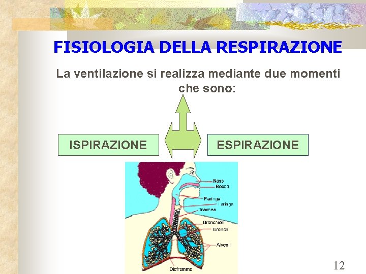 FISIOLOGIA DELLA RESPIRAZIONE La ventilazione si realizza mediante due momenti che sono: ISPIRAZIONE ESPIRAZIONE