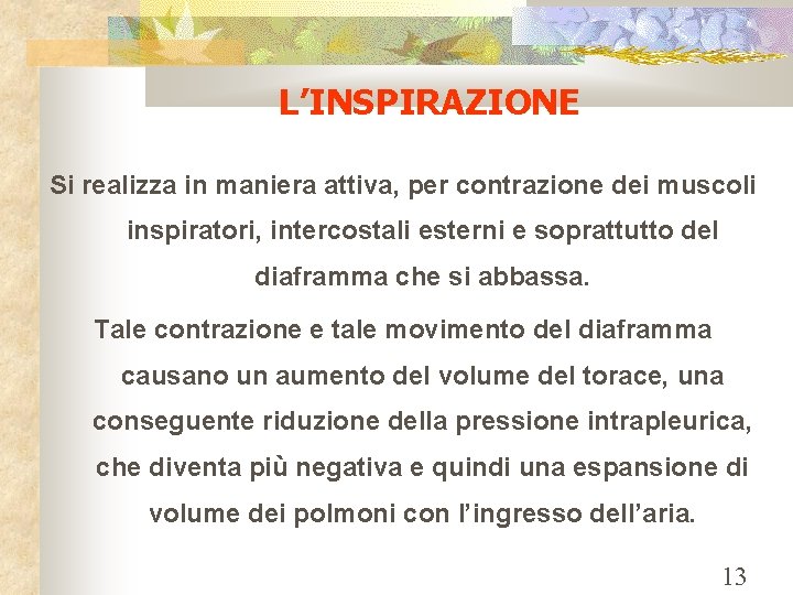 L’INSPIRAZIONE Si realizza in maniera attiva, per contrazione dei muscoli inspiratori, intercostali esterni e