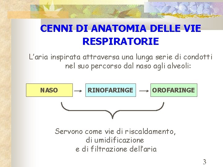 CENNI DI ANATOMIA DELLE VIE RESPIRATORIE L’aria inspirata attraversa una lunga serie di condotti