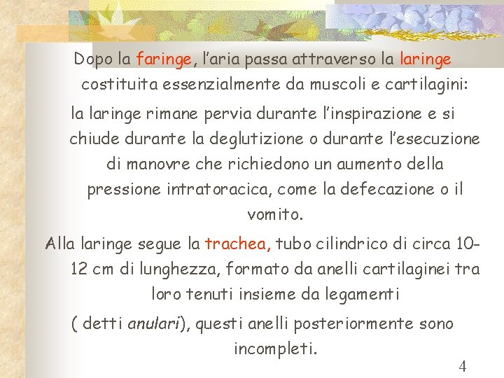 Dopo la faringe, l’aria passa attraverso la laringe costituita essenzialmente da muscoli e cartilagini: