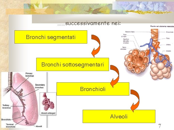 ……successivamente nei: Bronchi segmentati Bronchi sottosegmentari Bronchioli Alveoli 7 