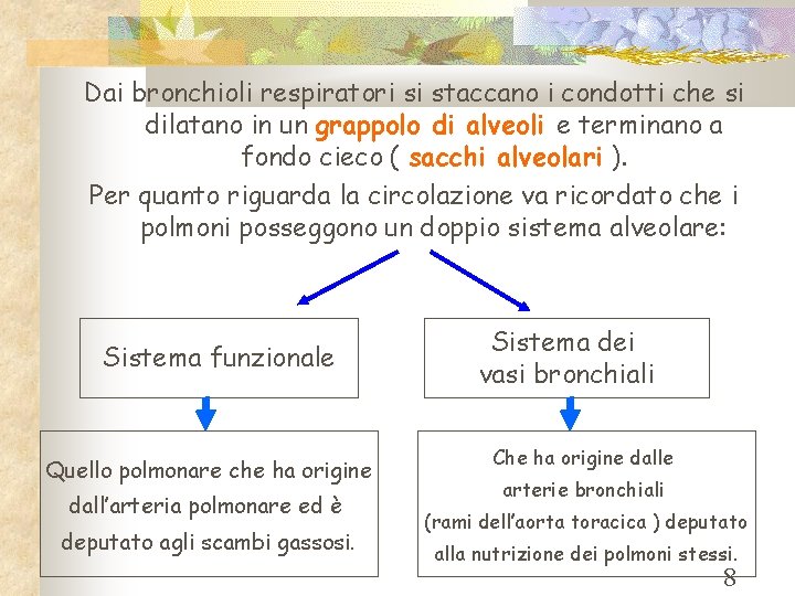 Dai bronchioli respiratori si staccano i condotti che si dilatano in un grappolo di