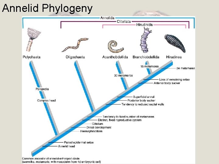 Annelid Phylogeny 