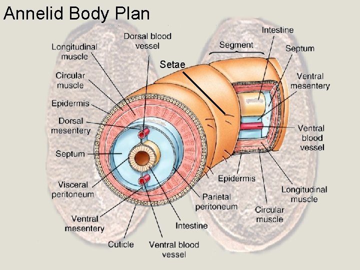 Annelid Body Plan Setae 