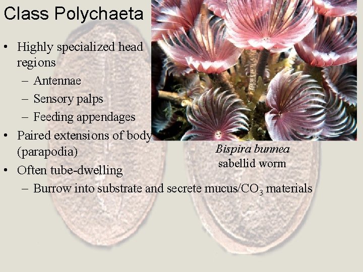 Class Polychaeta • Highly specialized head regions – Antennae – Sensory palps – Feeding