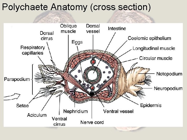 Polychaete Anatomy (cross section) 