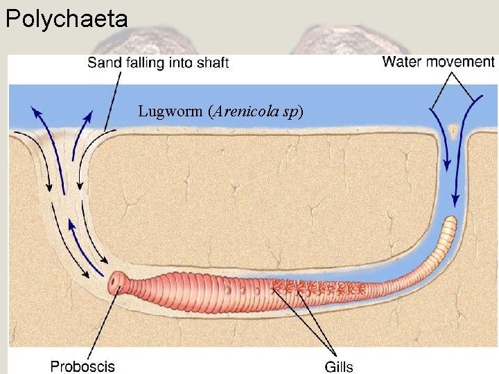 Polychaeta Lugworm (Arenicola sp) 