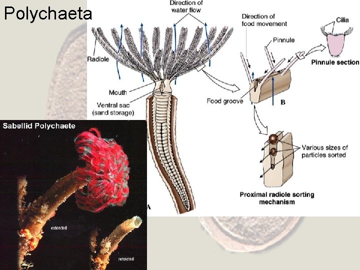 Polychaeta 