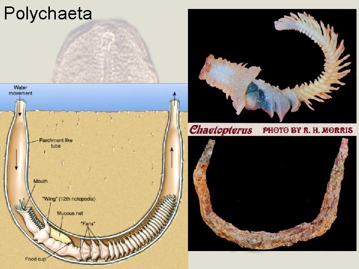 Polychaeta 