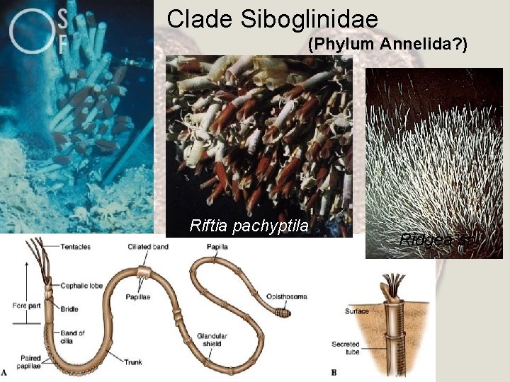 Clade Siboglinidae (Phylum Annelida? ) Riftia pachyptila Ridgea sp 