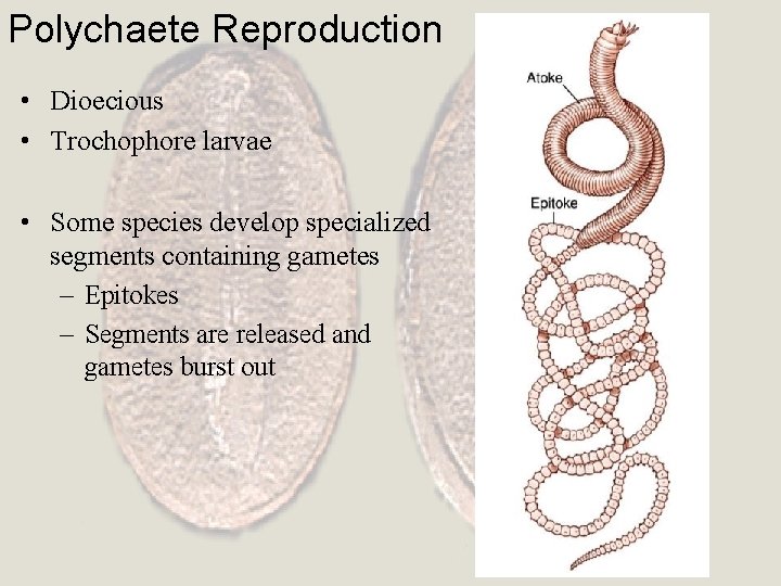 Polychaete Reproduction • Dioecious • Trochophore larvae • Some species develop specialized segments containing