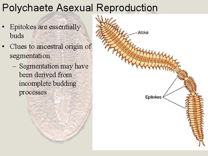 Polychaete Asexual Reproduction • Epitokes are essentially buds • Clues to ancestral origin of