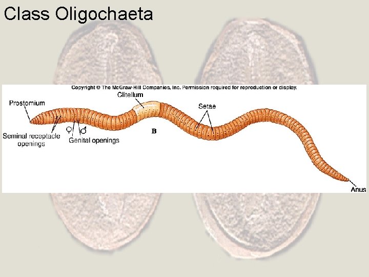 Class Oligochaeta 