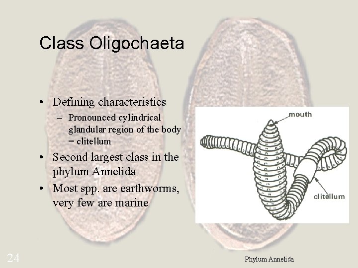 Class Oligochaeta • Defining characteristics – Pronounced cylindrical glandular region of the body =