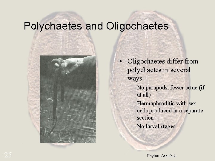 Polychaetes and Oligochaetes • Oligochaetes differ from polychaetes in several ways: – No parapods,