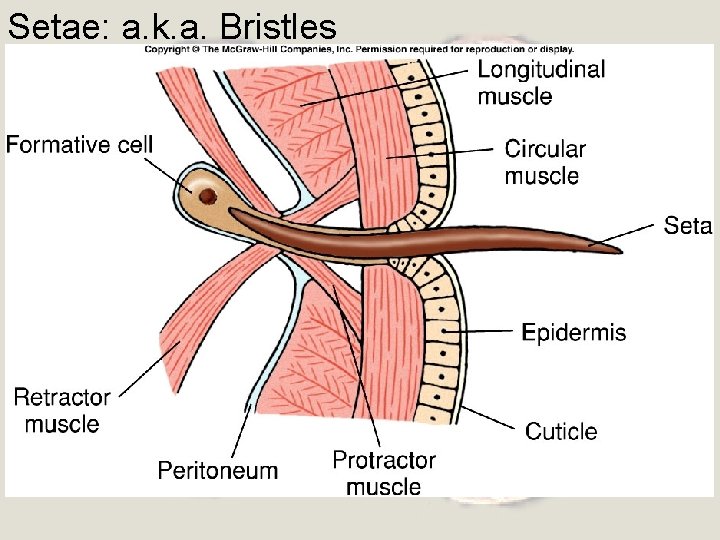 Setae: a. k. a. Bristles 