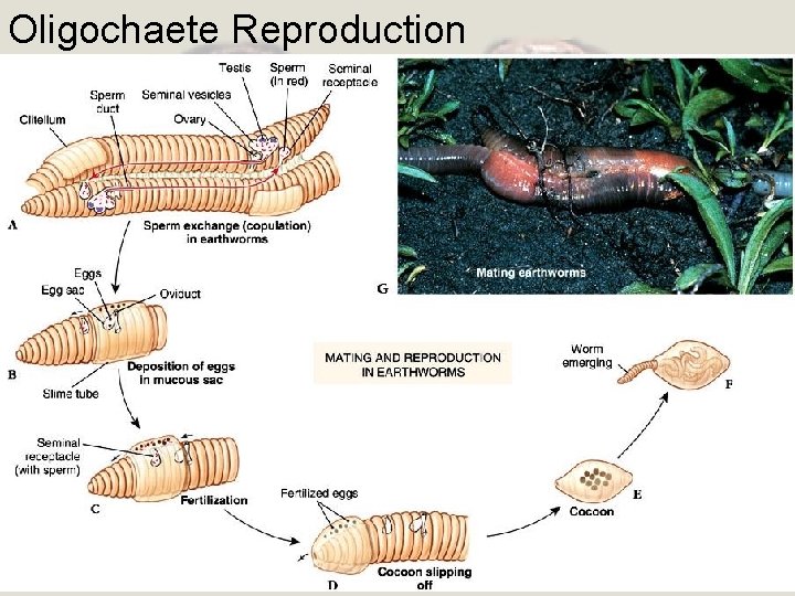 Oligochaete Reproduction 