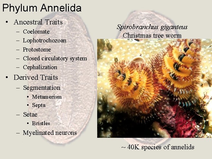 Phylum Annelida • Ancestral Traits – – – Coelomate Lophotrochozoan Protostome Closed circulatory system