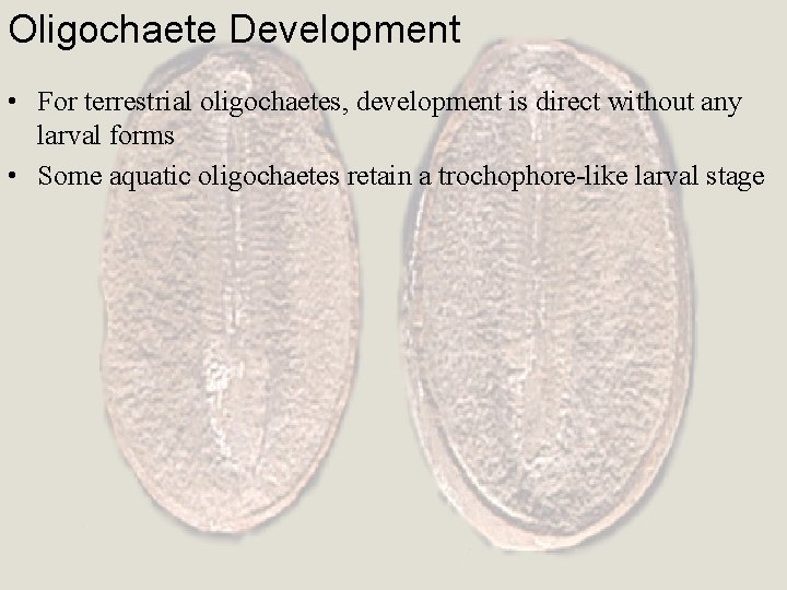 Oligochaete Development • For terrestrial oligochaetes, development is direct without any larval forms •