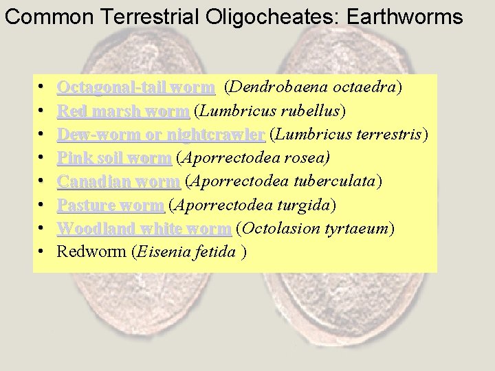 Common Terrestrial Oligocheates: Earthworms • • Octagonal-tail worm (Dendrobaena octaedra) Red marsh worm (Lumbricus