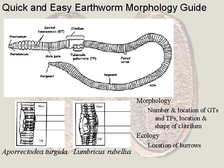 Quick and Easy Earthworm Morphology Guide Aporrectodea turgida Lumbricus rubellus Morphology Number & location