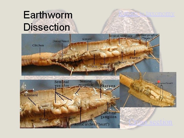 Earthworm Dissection Return to taxonomy Cross section 