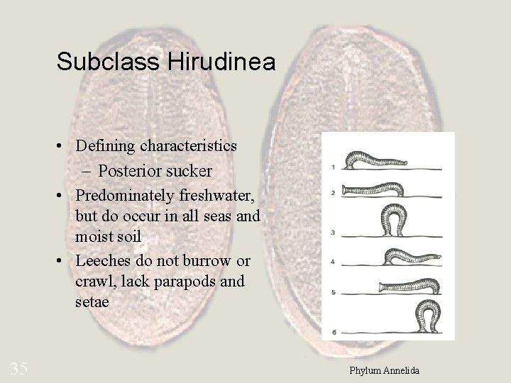 Subclass Hirudinea • Defining characteristics – Posterior sucker • Predominately freshwater, but do occur