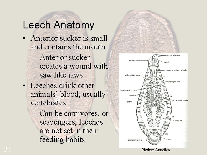 Leech Anatomy • Anterior sucker is small and contains the mouth – Anterior sucker