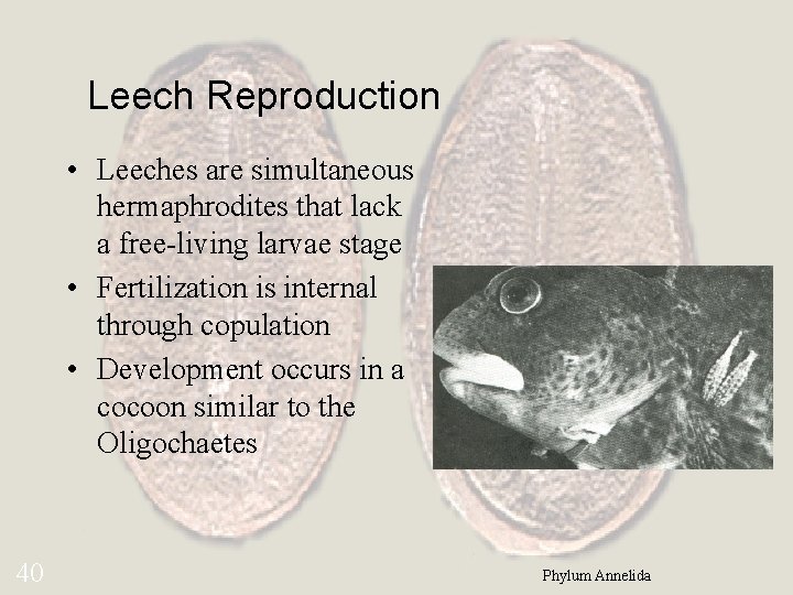 Leech Reproduction • Leeches are simultaneous hermaphrodites that lack a free-living larvae stage •