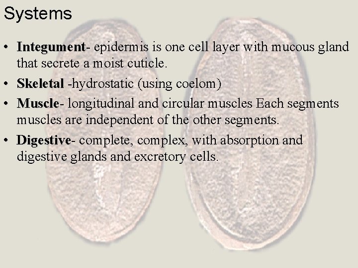 Systems • Integument epidermis is one cell layer with mucous gland that secrete a
