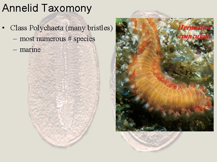 Annelid Taxomony • Class Polychaeta (many bristles) – most numerous # species – marine