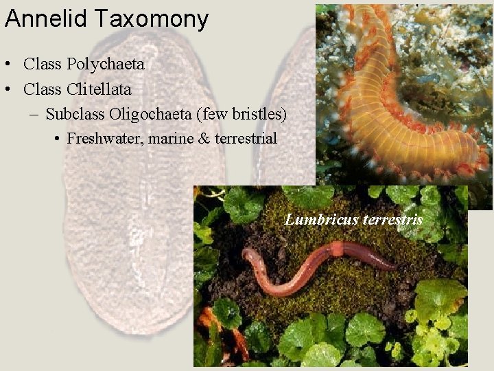 Annelid Taxomony • Class Polychaeta • Class Clitellata – Subclass Oligochaeta (few bristles) •