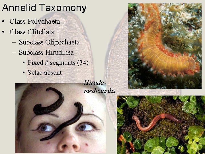 Annelid Taxomony • Class Polychaeta • Class Clitellata – Subclass Oligochaeta – Subclass Hirudinea