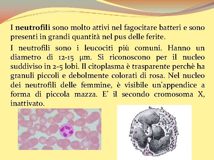 I neutrofili sono molto attivi nel fagocitare batteri e sono presenti in grandi quantità