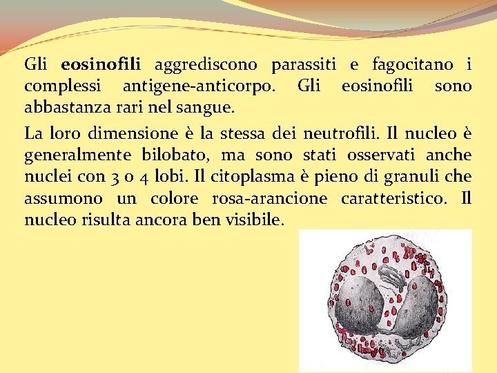 Gli eosinofili aggrediscono parassiti e fagocitano i complessi antigene-anticorpo. Gli eosinofili sono abbastanza rari