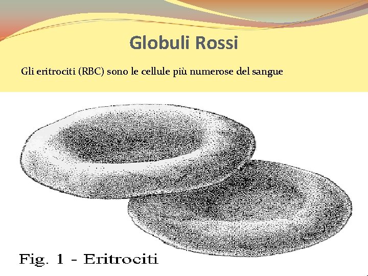 Globuli Rossi Gli eritrociti (RBC) sono le cellule più numerose del sangue 
