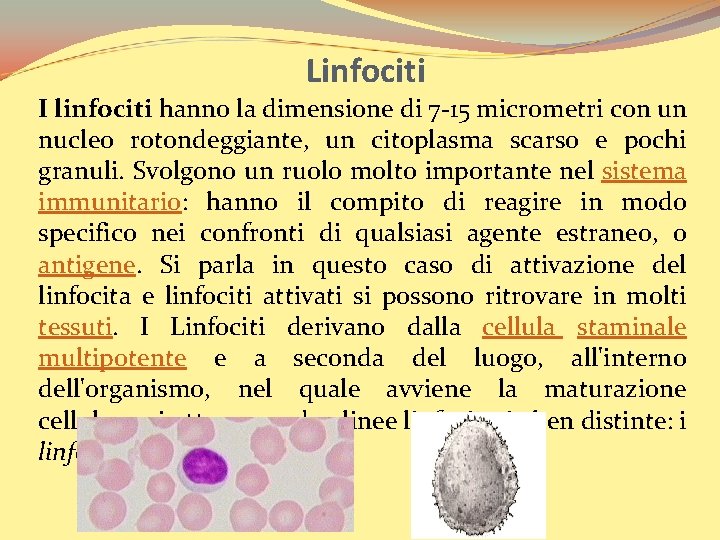 Linfociti I linfociti hanno la dimensione di 7 -15 micrometri con un nucleo rotondeggiante,