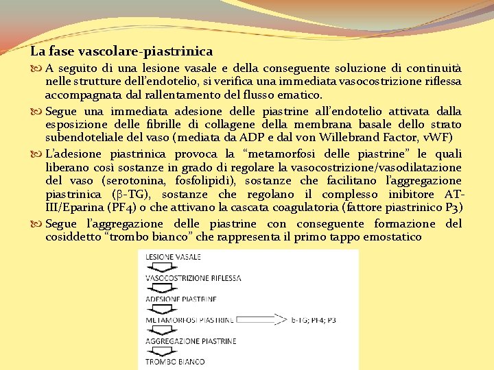 La fase vascolare-piastrinica A seguito di una lesione vasale e della conseguente soluzione di