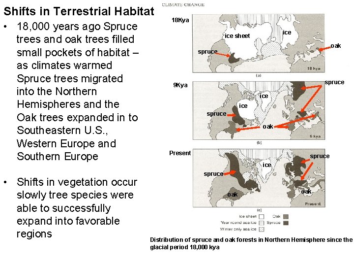 Shifts in Terrestrial Habitat • 18, 000 years ago Spruce trees and oak trees