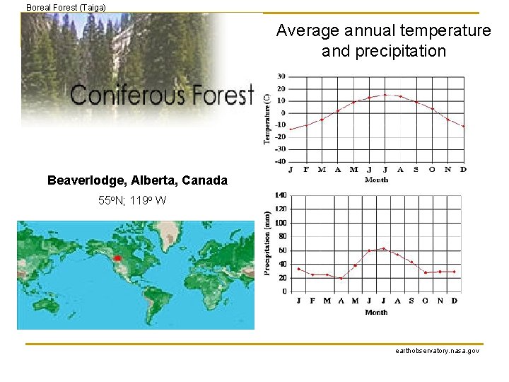 Boreal Forest (Taiga) Average annual temperature and precipitation Beaverlodge, Alberta, Canada 55 o. N;