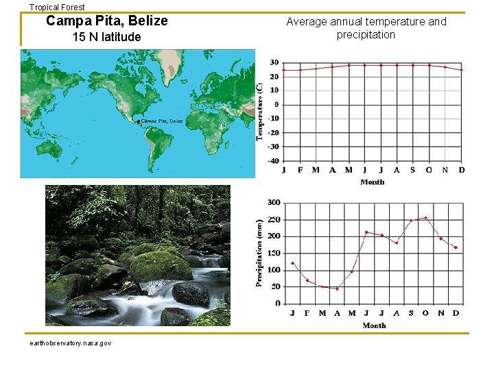 Tropical Forest Campa Pita, Belize 15 N latitude earthobservatory. nasa. gov Average annual temperature