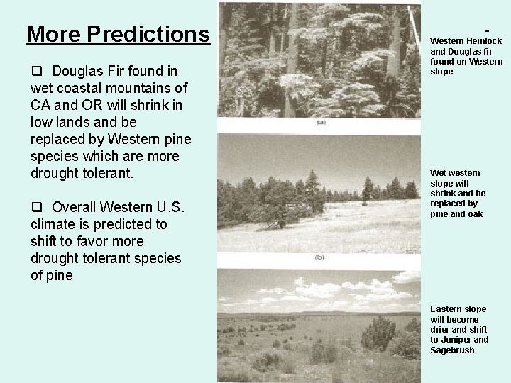 More Predictions q Douglas Fir found in wet coastal mountains of CA and OR