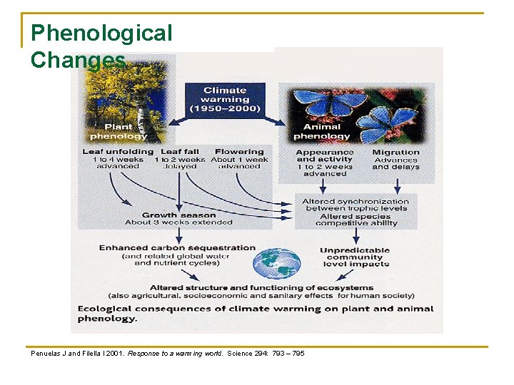 Phenological Changes Penuelas J and Filella I 2001. Response to a warming world. Science