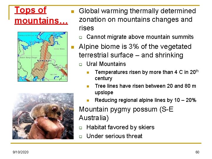 Tops of mountains… n Global warming thermally determined zonation on mountains changes and rises