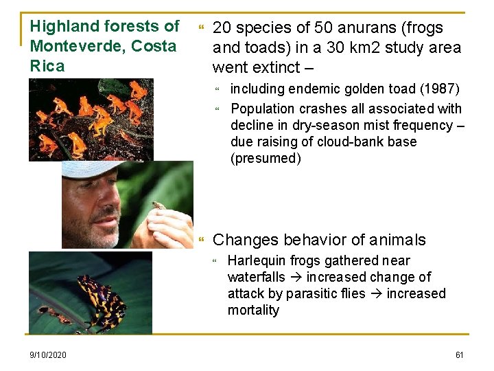 Highland forests of Monteverde, Costa Rica 20 species of 50 anurans (frogs and toads)