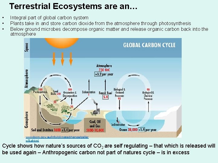 Terrestrial Ecosystems are an… • • • Integral part of global carbon system Plants