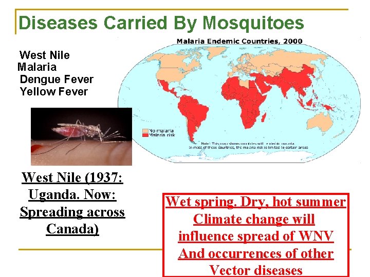  Diseases Carried By Mosquitoes West Nile Malaria Dengue Fever Yellow Fever West Nile