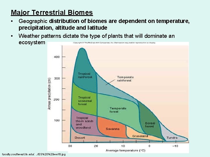 Major Terrestrial Biomes • • Geographic distribution of biomes are dependent on temperature, precipitation,